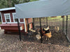 Flock of chickens inside the OverEZ 8 ft. walk-in run, featuring a spacious area and secure fencing under a canopy.