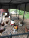 Chickens roaming inside the secure 15 ft. OverEZ Walk-In Chicken Run with ample space and safety from predators.