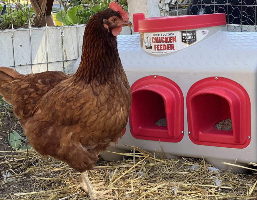 A brown hen eating from a red OverEZ no-waste chicken feeder with multiple compartments, placed on straw-covered ground.