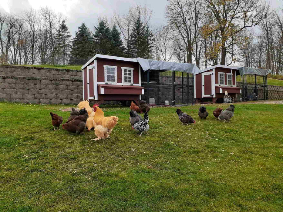 Two large OverEZ chicken coops paired with 8 ft. walk-in runs in a grassy area, providing ample space for a free-range experience.