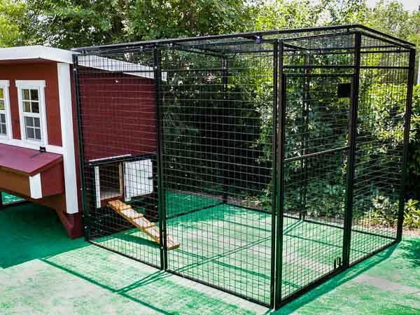 The OverEZ Medium Flock Bundle featuring a Rugged Ranch Run, offering secure outdoor space for chickens to roam adjacent to the coop.