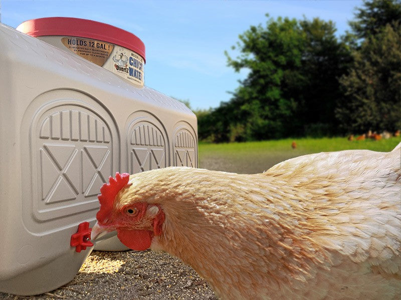 A chicken drinking water from a 12-gallon OverEZ Chicken Waterer designed with white barn façade patterns, situated outdoors.