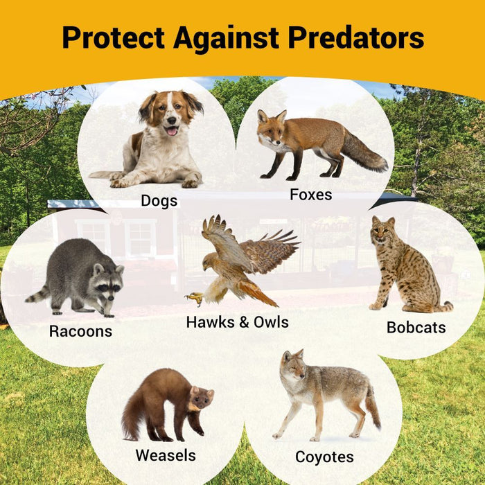 Informational graphic about protecting against predators with an OverEZ chicken run, featuring illustrations of common threats.