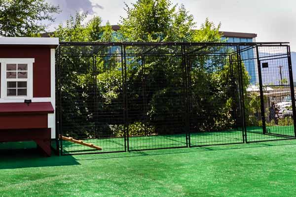 An expansive OverEZ Rugged Ranch chicken run installed on a green field, offering plenty of space for chickens to enjoy the outdoors safely.